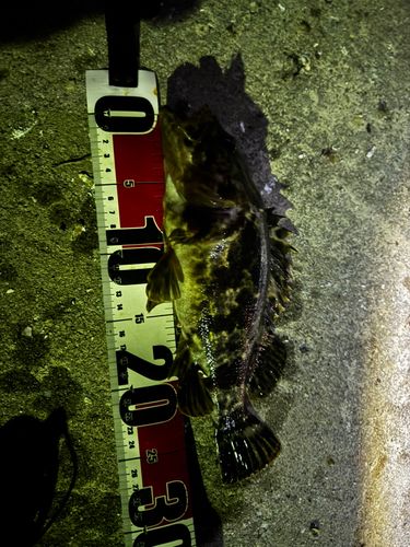 ベッコウゾイの釣果