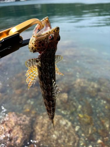 エソの釣果
