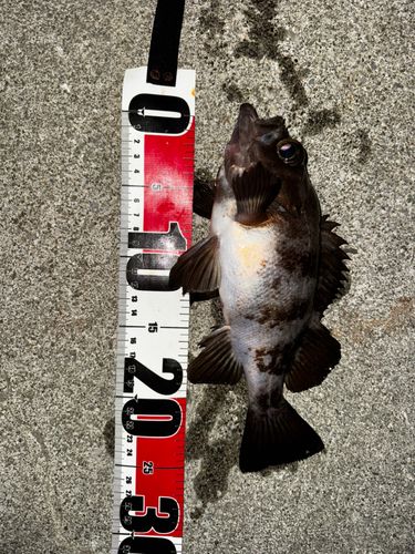 メバルの釣果