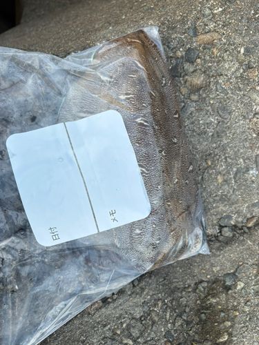 モンゴウイカの釣果