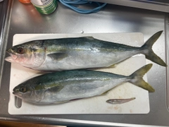 イナダの釣果