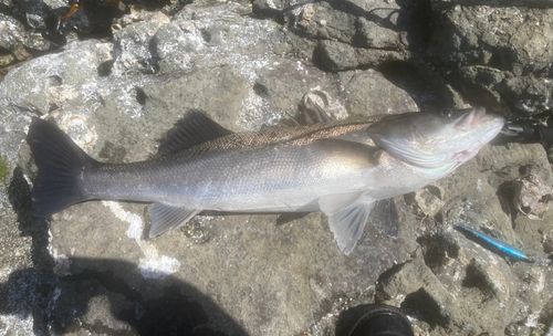 マルスズキの釣果