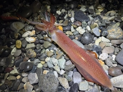 ケンサキイカの釣果