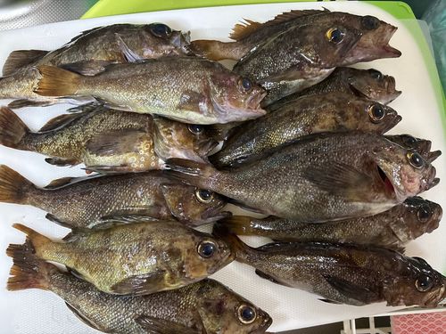 エゾメバルの釣果