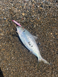 コノシロの釣果