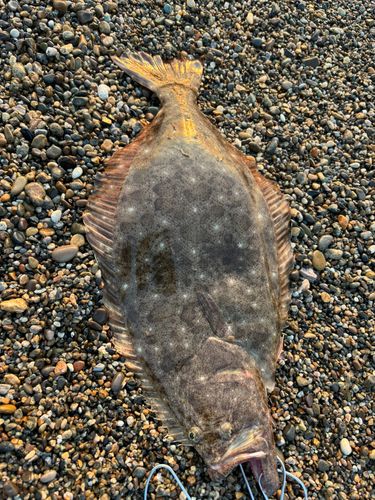 ヒラメの釣果
