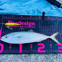 ワカシの釣果