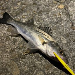アングラー485083 さんの 2026年05月19日のスズキの釣り・釣果情報