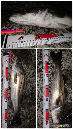 マルスズキの釣果