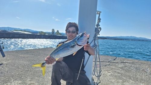 ワラサの釣果