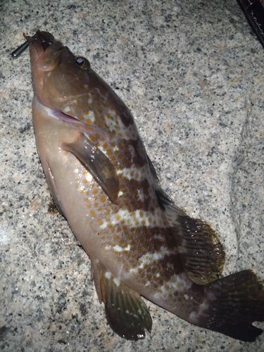 アコウの釣果