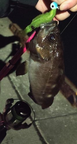 ガヤの釣果