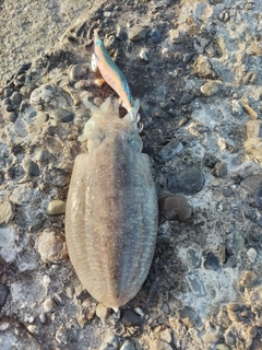 コウイカの釣果
