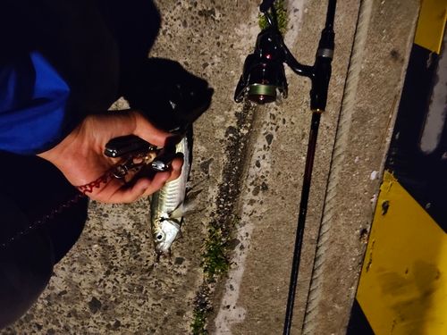 マアジの釣果