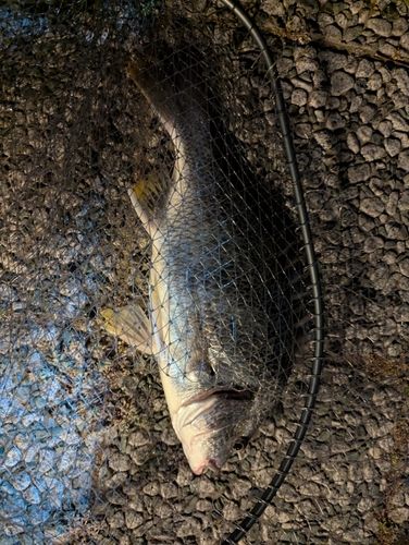 キビレの釣果