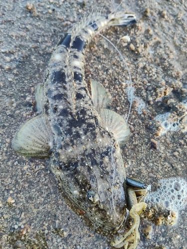 マゴチの釣果