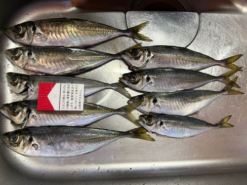 マアジの釣果