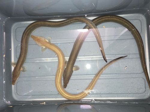 ウナギの釣果
