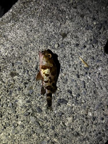 タケノコメバルの釣果