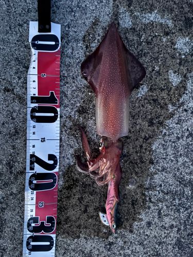ケンサキイカの釣果