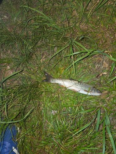 ウグイの釣果