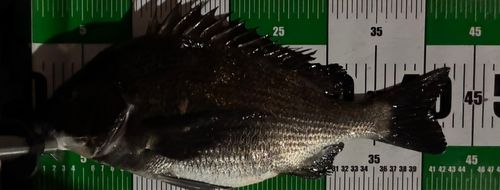 クロダイの釣果