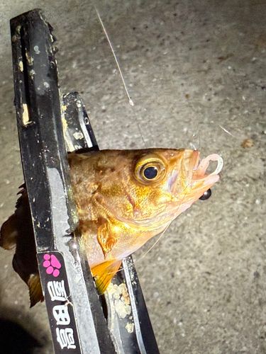メバルの釣果