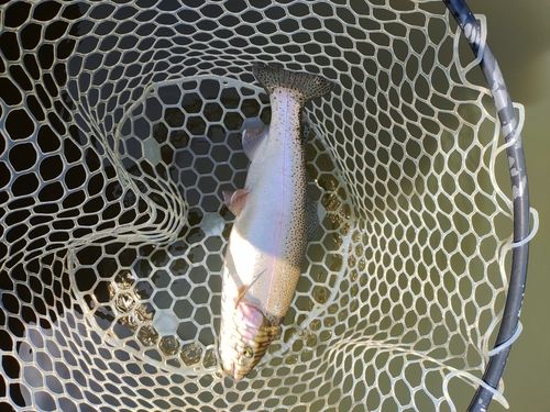 ニジマスの釣果