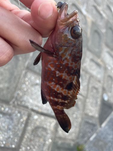 キジハタの釣果