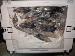 ヒイカの釣果