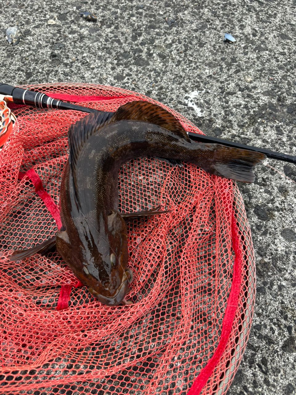 DAIWA 19チヌマスター 90の最安値・インプレ・釣果 | 本音の口コミが
