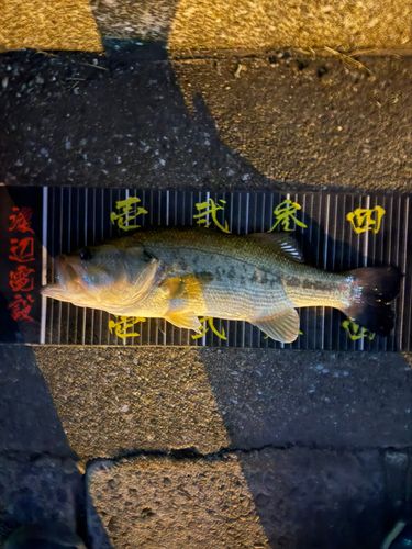 ラージマウスバスの釣果