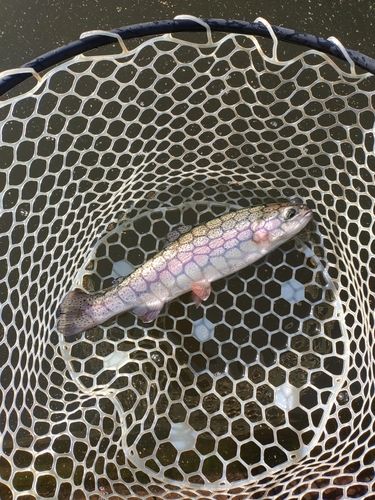 ニジマスの釣果