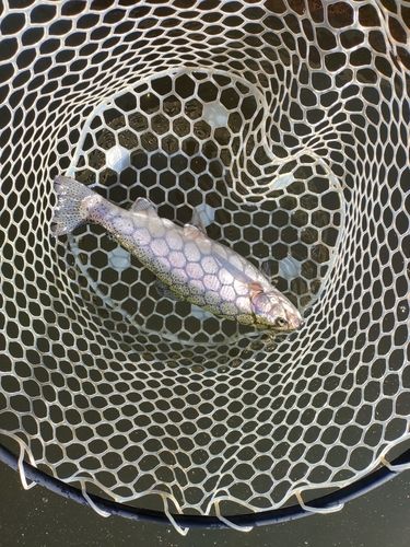 ニジマスの釣果