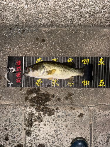 ラージマウスバスの釣果