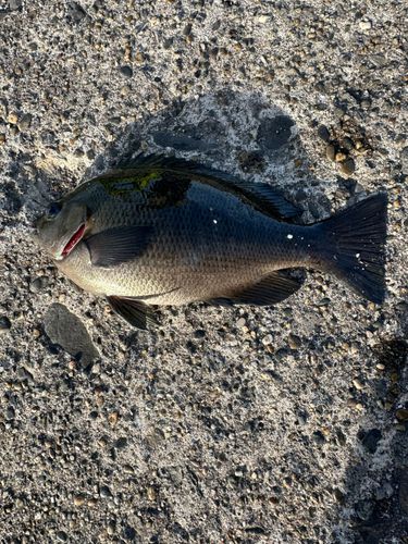 メジナの釣果