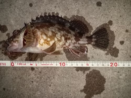 カサゴの釣果