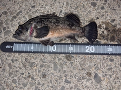 クロソイの釣果