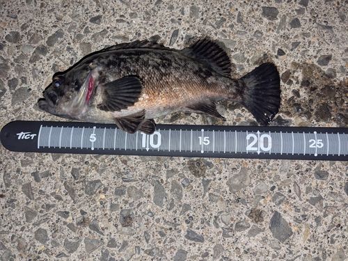 クロソイの釣果