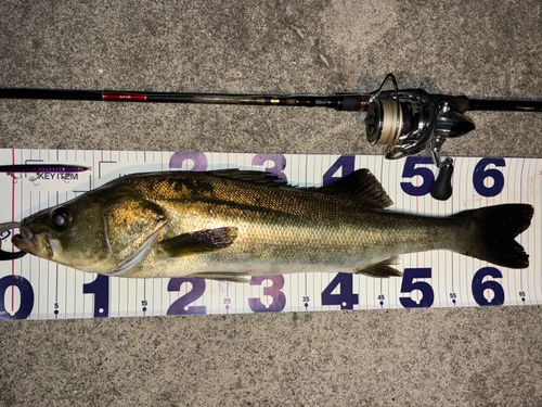 シーバスの釣果