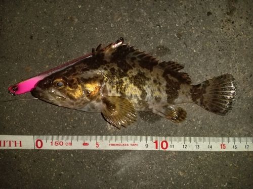 カサゴの釣果