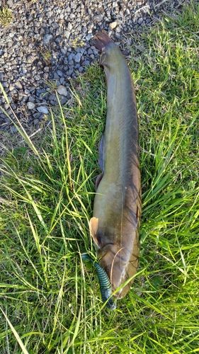ナマズの釣果