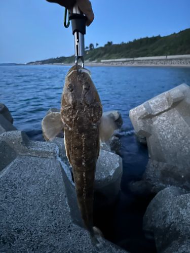 マゴチの釣果
