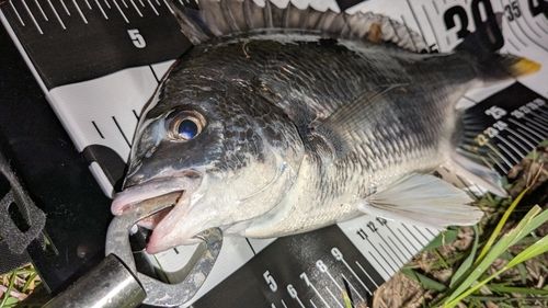 キビレの釣果