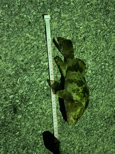 タケノコメバルの釣果