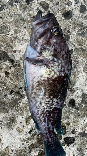 ソイの釣果
