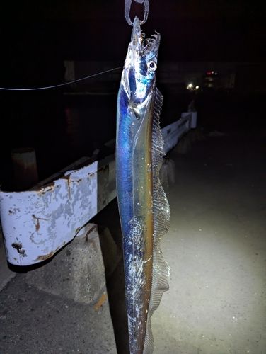 タチウオの釣果