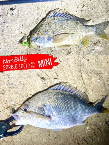 キビレの釣果