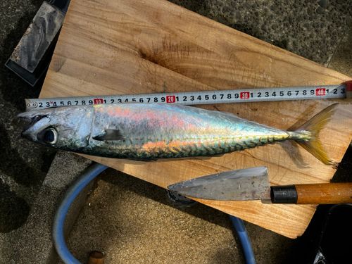 サバの釣果