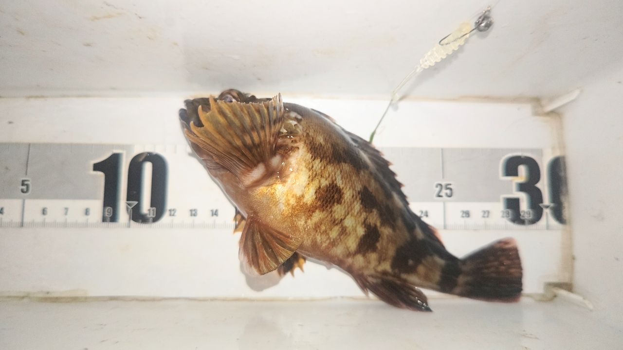 SHIMANO 20ソアレ エクスチューン S58SUL-Sの最安値・インプレ・釣果